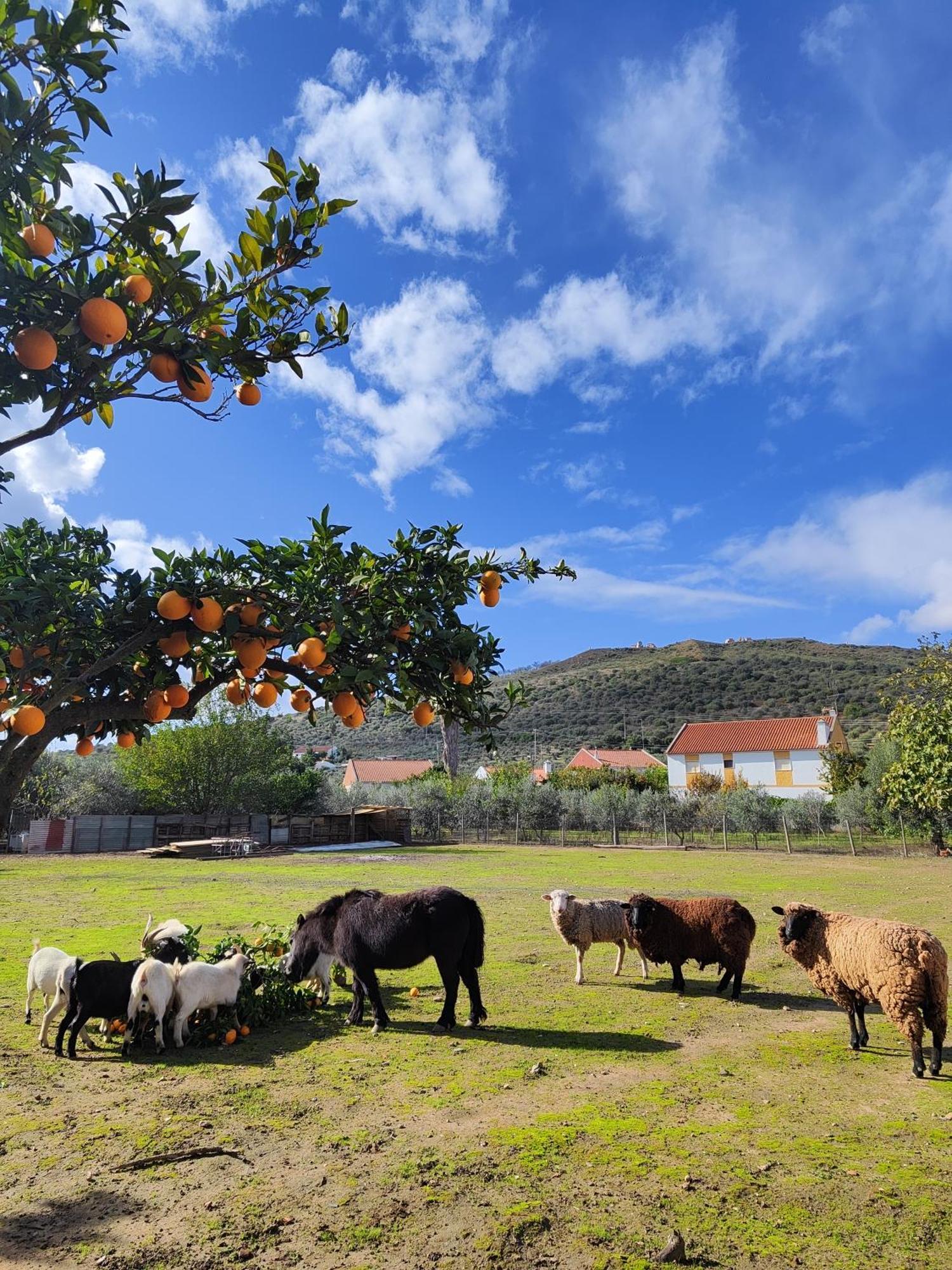 Quinta Da Ponte Das Hortas 2 Elvas Exterior foto